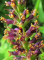 Аморфа запашна. Amorpha fruticosa.