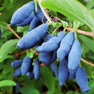 Саджанці жимолості їстівної Попелюшка - середньо-рання, невибаглива, зимостійка