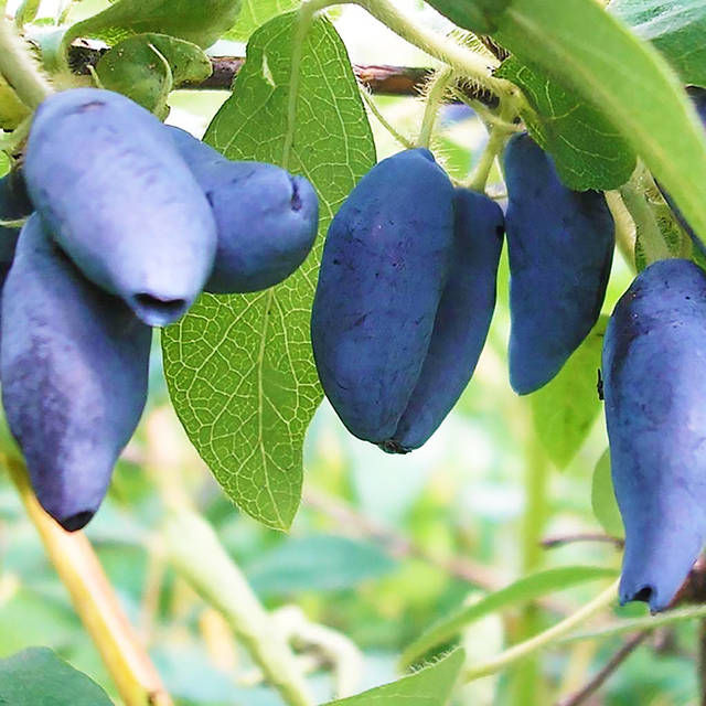 Күйеу жігіт, келін және ене арасында қызу топтық секс болды
