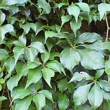 Виноград дівочий