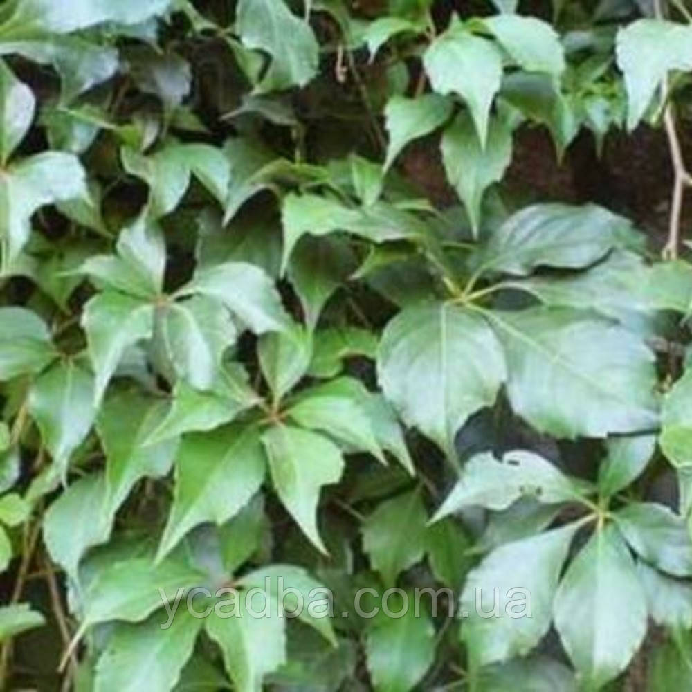 Виноград дівочий (горщик 0,5л), фото 1