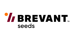 Насіння ріпаку Brevant (Бревант )