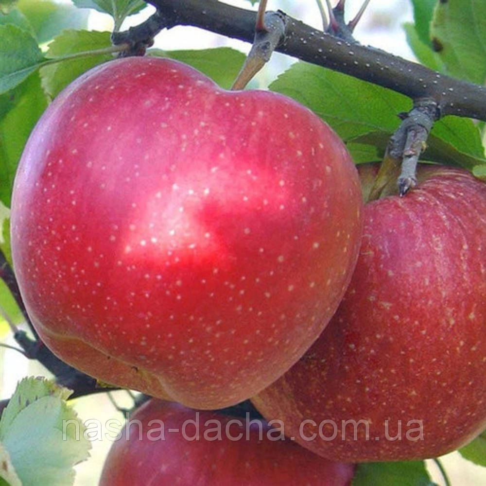 Яблуня Кінг Джонаголд (осіння)
