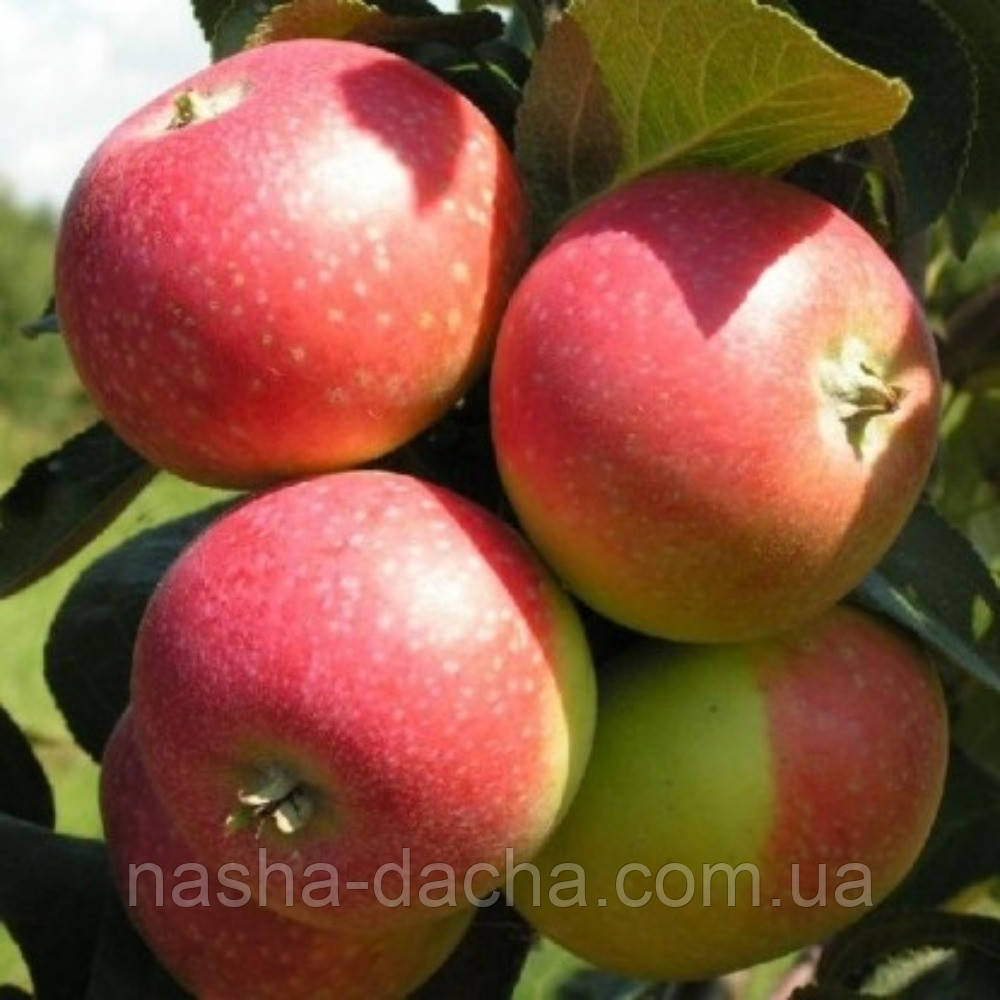 Яблуня Олена (літня)