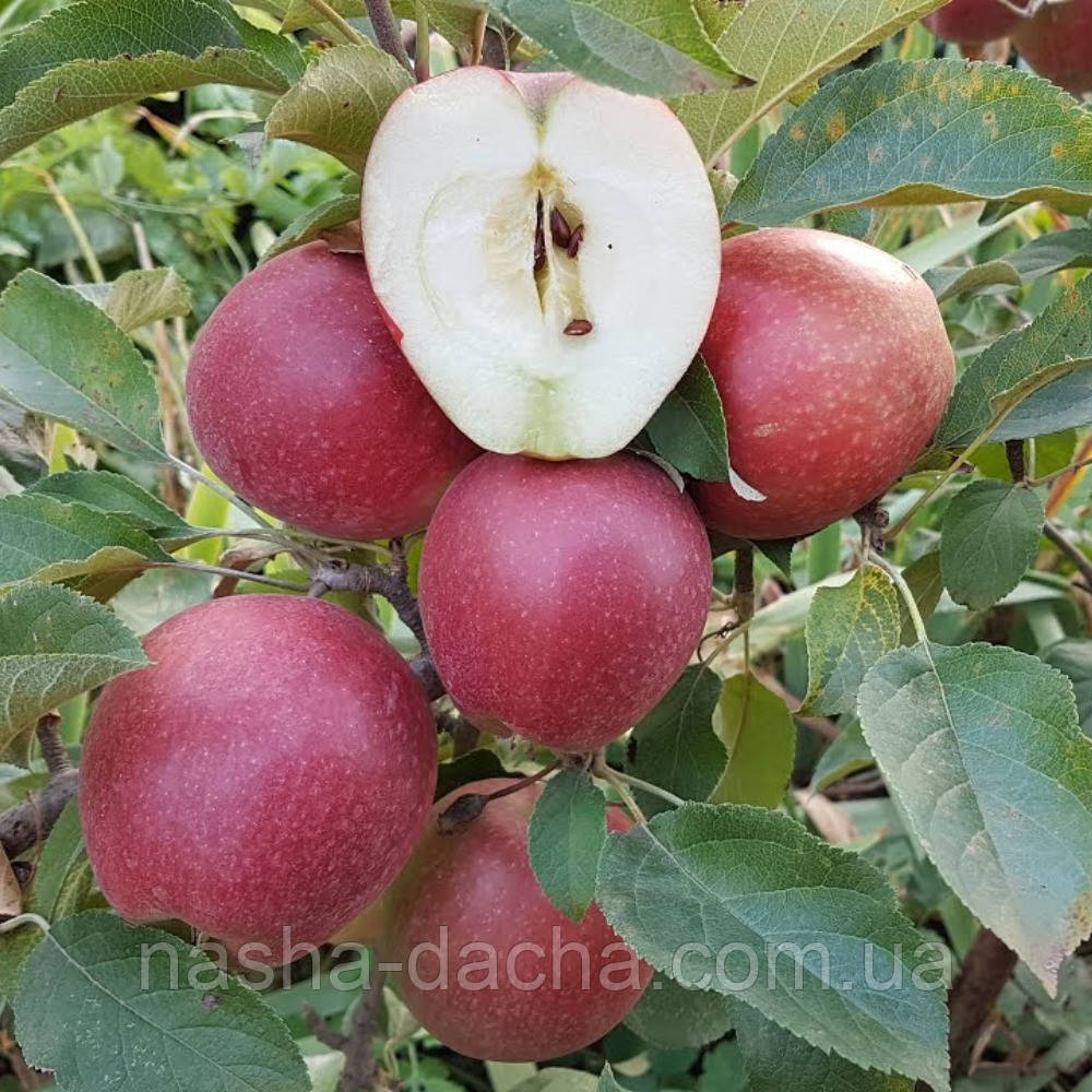 Яблуня Синап Алматинський (осіння)