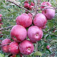 Яблуня Флоріна (зимова)