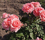 Троянда Корал Желе. (вс). Японська троянда., фото 4