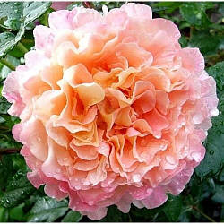 Троянда чайно-гібридна Августа Луїза (Augusta Luise)