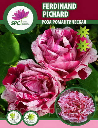 Троянда романтична Ferdinand Pichard
