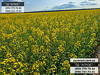 Гібрид озимого ріпаку Маркус., фото 5