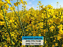 Гібрид озимого ріпаку Маркус., фото 6