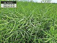 Озимий ріпак Маркус. класичний гібрид 45ц/га., фото 2