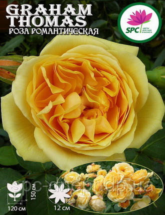 Троянда романтична Graham Thomas