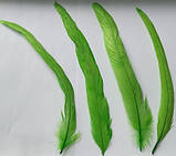 Перо півня натуральне Колір Салатовий 20-30 см, фото 2