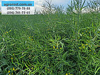 Гібрид озимого ріпаку Маркус., фото 3