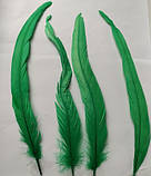 Перо півня Натуральне цвіт Зелений 20-30 см, фото 6