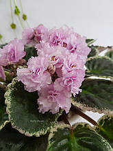 Фіалка Було s Corsage лист