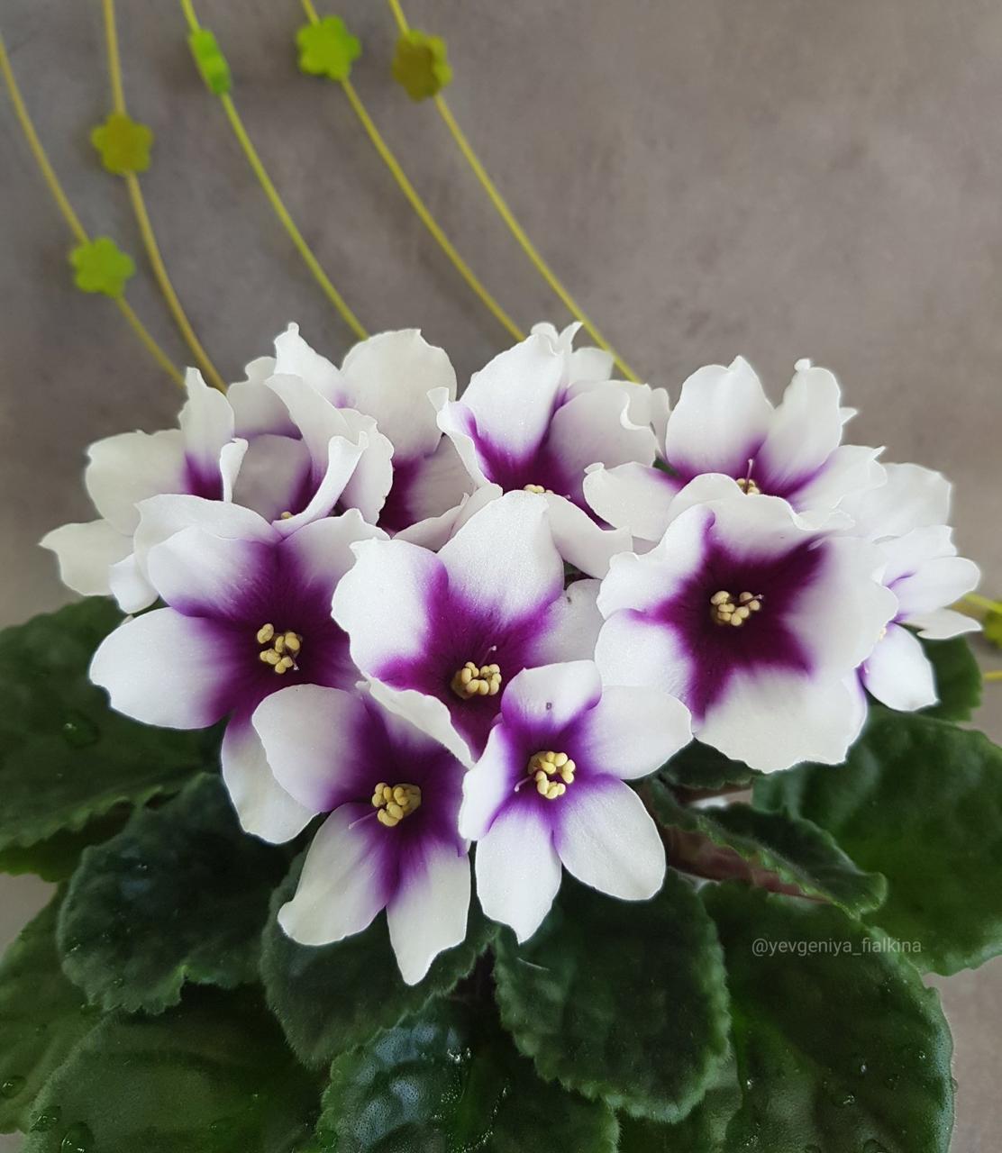 Фіалка Optimara myLove ціна за лист