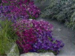 Насіння Обріє суміш 0,05 г