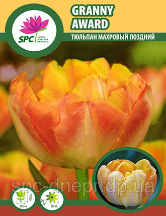 Тюльпан махровий пізній Granny Award, фото 3