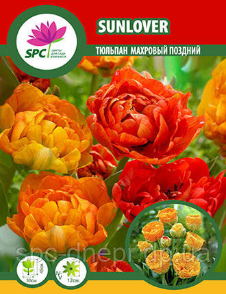 Тюльпан махровий пізній Sunlover