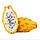 Пітахайя (Pitahaya) Жовта черенкован.35-40 див. Кімнатний, фото 4