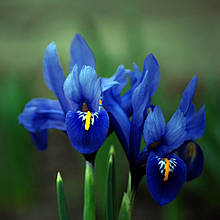 Ірис сибірський синій