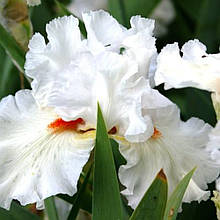 Ірис сибірський білий