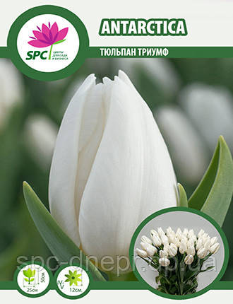 Тюльпан тріумф Antarсtica