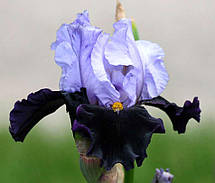 Ірис високий бородатий Habit (Хебит), фото 5