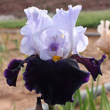 Ірис високий бородатий Habit (Хебит), фото 3