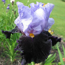 Ірис високий бородатий Habit (Хебит), фото 2