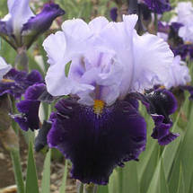 Ірис високий бородатий Habit (Хебит), фото 4