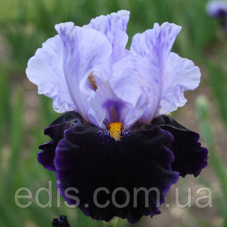 Ірис високий бородатий Habit (Хебит)