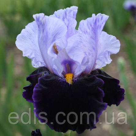 Ірис високий бородатий Habit (Хебит), фото 1