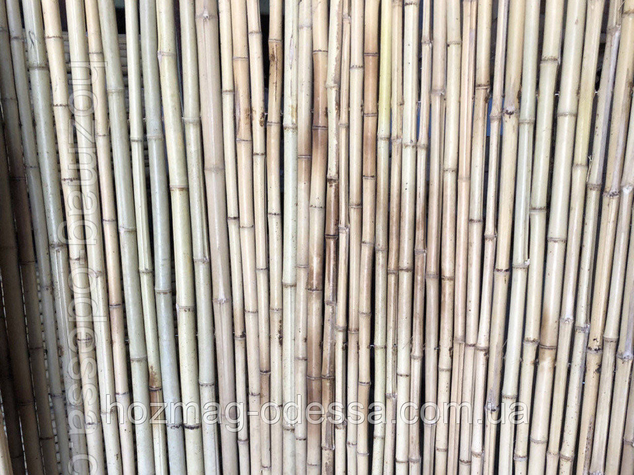Паркан бамбуковий 1,5 м *3,0 м.