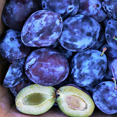 Саджанці Сливи середнього терміну дозрівання