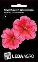 Семена петунии Карлик F1, 10 шт., красная с прожилками, мелкоцветковая