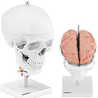 Анатомическая 3D модель человеческого черепа с семью позвонками мозга в масштабе 1: 1