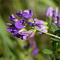 Люцерна насіння 0,5 кг, (На вагу)