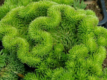 Очиток гребішковий Кристатум (57)