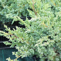 Саджанці Ялівцю лускатого Ханнеторп (Juniperus squamata Hunnetorp) 3-х річний С2
