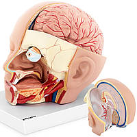 Анатомическая 3D модель головы и мозга человека в масштабе 1: 1