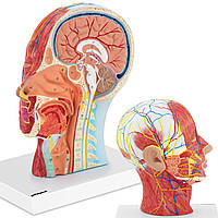Анатомическая 3D модель головы и шеи человека в масштабе 1: 1