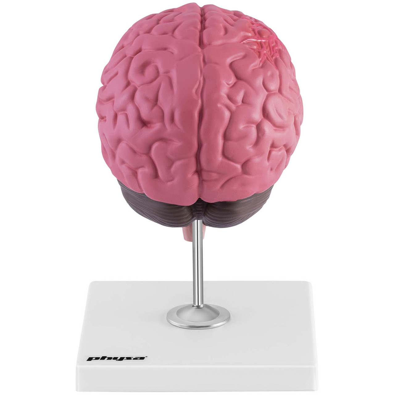 Анатомическая 3D модель головного мозга человека с 3 патологиями в ...