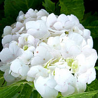 Гортензія великолиста Фьорст Вайт/Hydrangea m. 'First White' С10/Н30-40