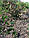 Саджанці берези Ред Ройал (щеплена, Н - 1,4-1,6 м), фото 2