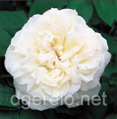 Біла Сенсація - саджанці англійської троянди. ОКС