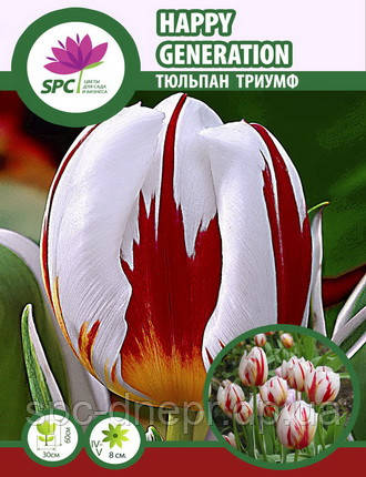 Тюльпан тріумф Happy Generation, фото 2