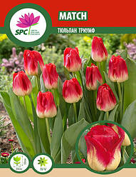 Тюльпан тріумф Match
